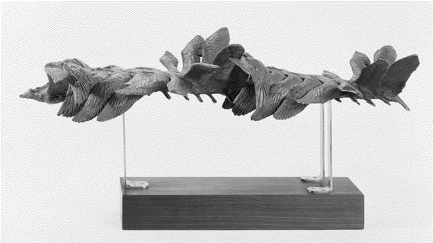 Flight of the Gull Bronze Model
